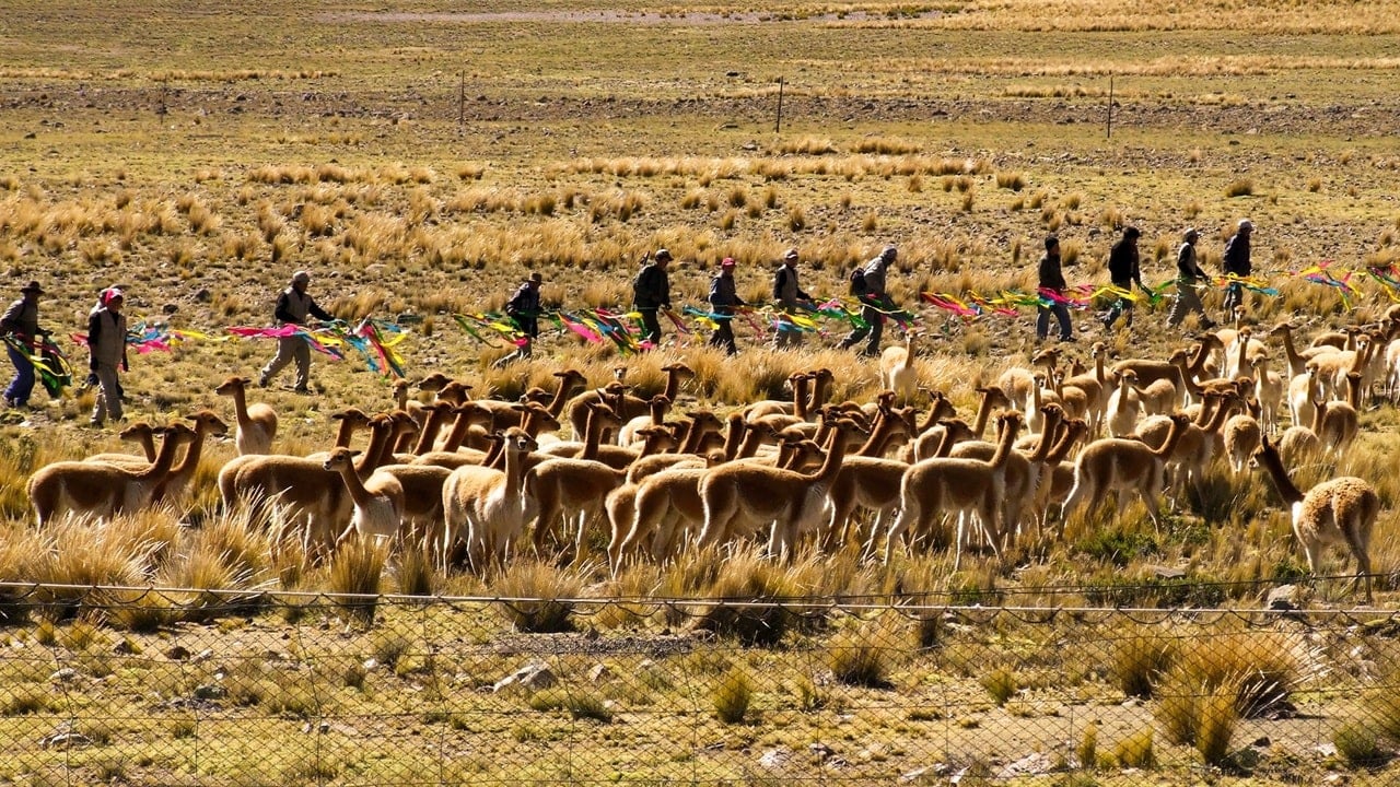 21 al 25 de junio - Chaccu Nacional de la vicuña