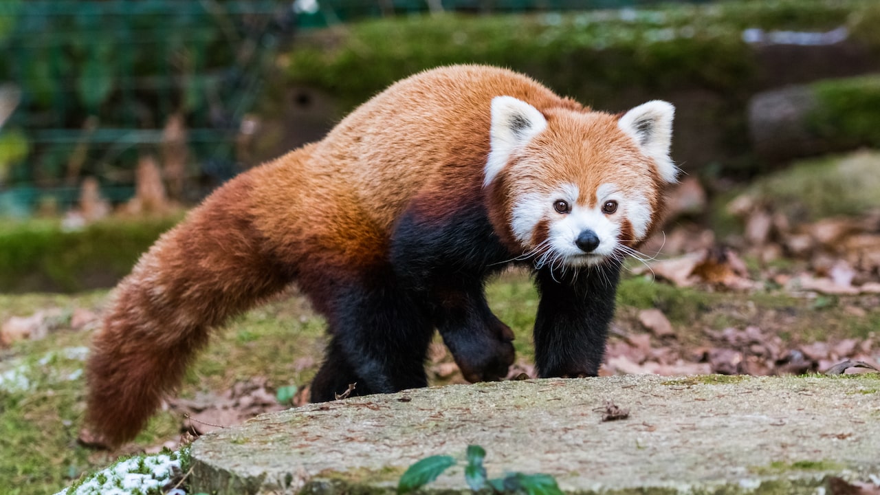 panda rojo