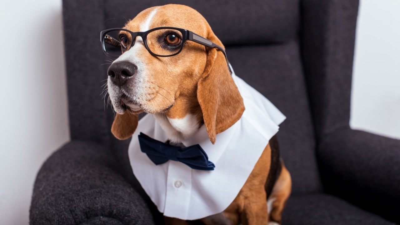 20 de Febrero - Día Mundial de amar a tu Mascota