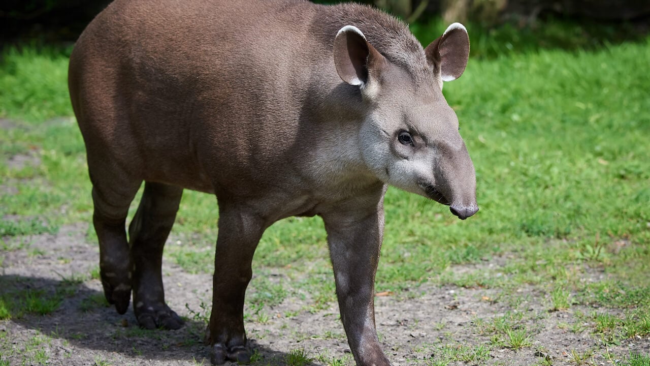 27 de Abril - Día mundial del Tapir