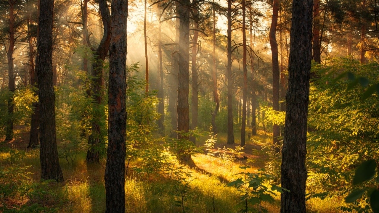 Semana Nacional Forestal