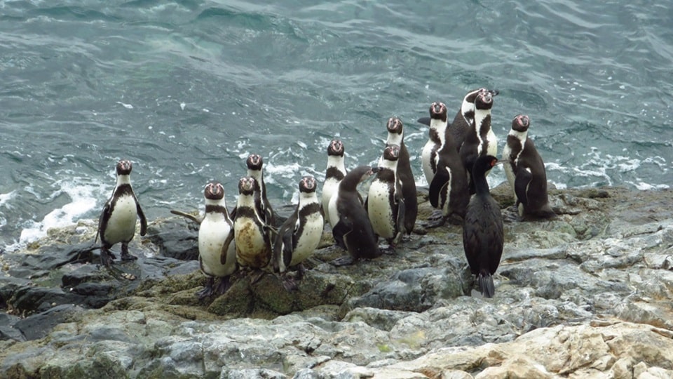 islas gaunape