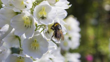 Día Mundial de las Abejas