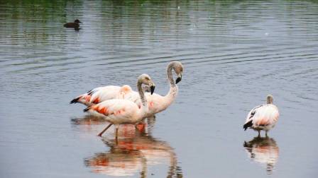 Día Internacional de las Aves Migratorias
