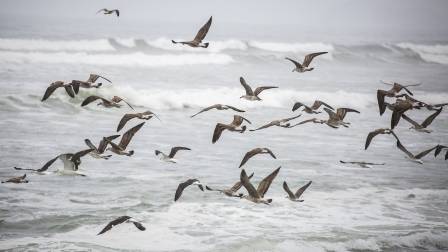 Día Mundial de las Aves Migratorias
