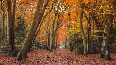 Día Internacional de los Bosques