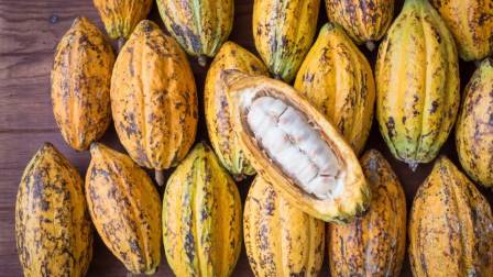 Día Mundial del Cacao