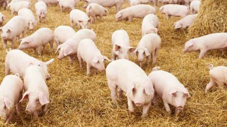 Día Mundial de los Animales de Granja