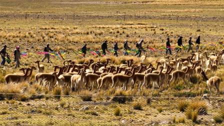 Chaccu Nacional de la vicuña