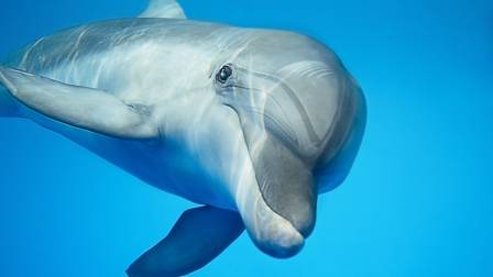 Día Mundial de los Delfines en cautiverio