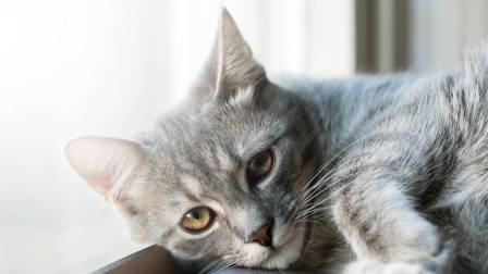Día Internacional del Gato