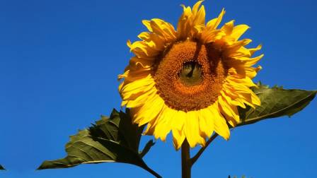 girasol