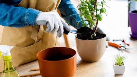 jardineria