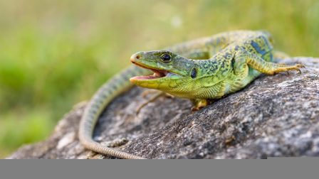 Día de Concientización sobre los Reptiles