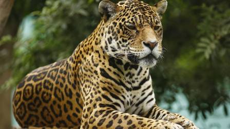 Día Internacional del Leopardo Árabe