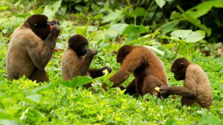 Día Internacional del Primate