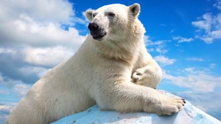 Día Internacional del Oso Polar