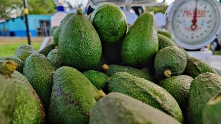 Dia Nacional de la Palta Peruana