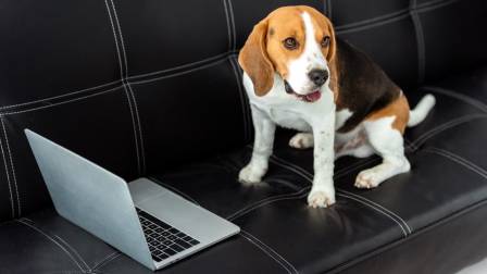 Día Mundial de llevar al Perro al Trabajo