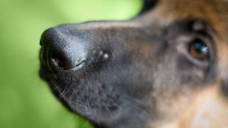 Día Internacional del Animal sin Hogar