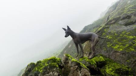 Reconocimiento y registro como raza al perro sin pelo del Perú