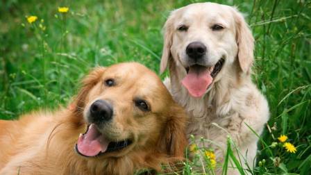 Día Internacional del Perro