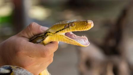 Día Internacional de Concienciación sobre la Mordedura de Serpiente