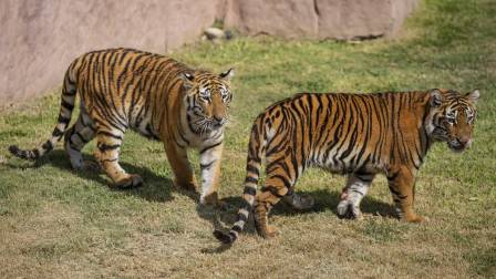 Día Mundial del Tigre