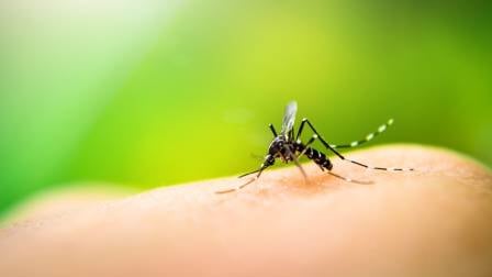 Día Internacional contra el Dengue
